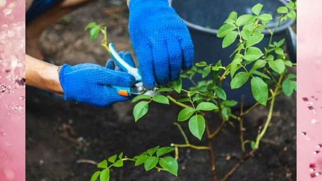 Легкий способ размножения роз: зеленое черенкование в домашних условиях смотреть онлайн