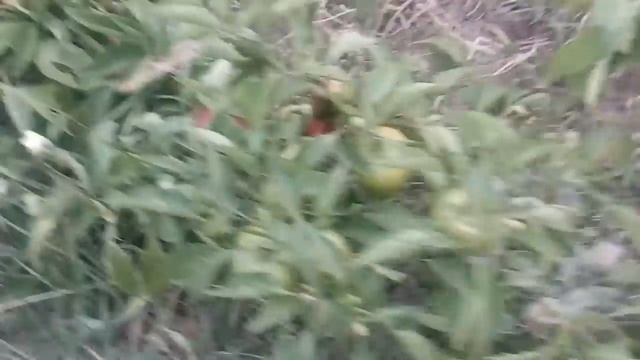 Крышую птичник начать и кончить смотреть онлайн