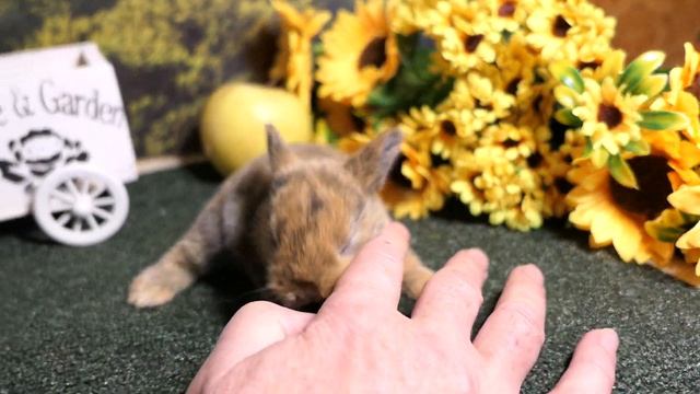 #продаю КАРЛИКОВОГО крольчонка РЕДКОГО Японского ОКРАСА #декоративныекролики +7 921 595 08 48 смотреть онлайн