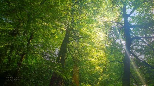 ??Begin Your Day with the POSITIVE ENERGY of Healing Forest Sounds ? Freh Spring Morning Ambience смотреть онлайн