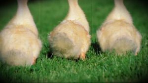 Как легко отличить гуся от гусыни способы определения пола