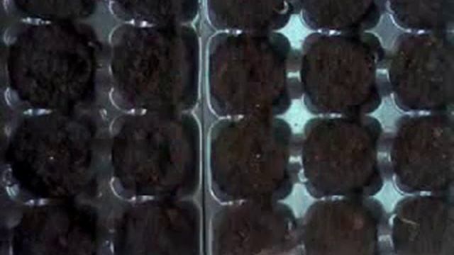 Фриллитуния. Посев. смотреть онлайн