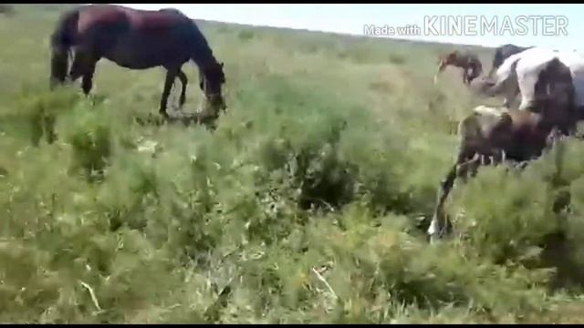 Лошади в степи Казахстана! смотреть онлайн