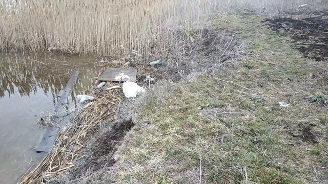 Выпускаем лебедя на свободу. смотреть онлайн