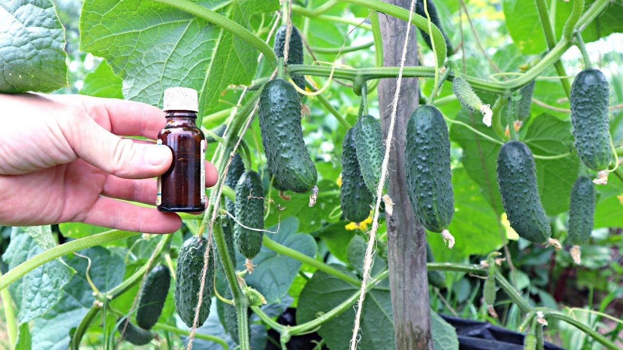 Триходерма по листу - главный секрет большого урожая любых овощей! Эта информация на вес золота! смотреть онлайн