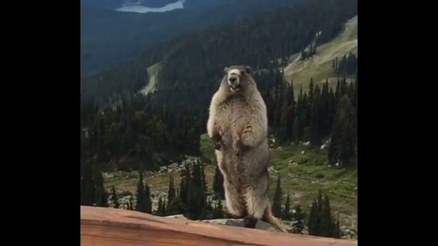 суслик кричит! смотреть онлайн