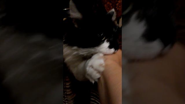 Ну очень злой кот! смотреть онлайн