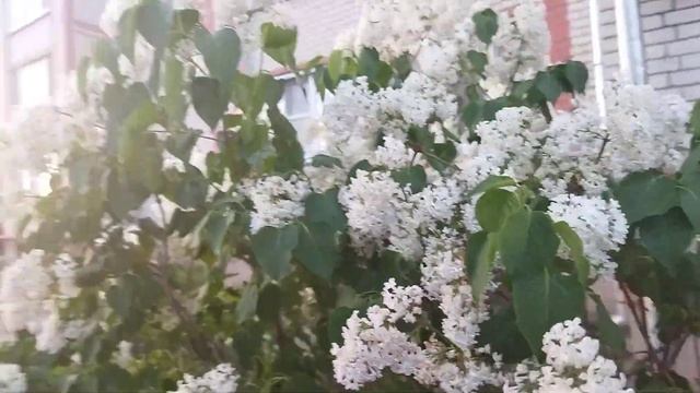 Иду из Пятëрочки, какая же красота вокруг! смотреть онлайн