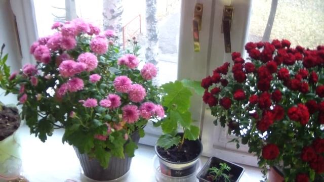 Хризантема мультифлора. Стоит их выращивать в горшках? смотреть онлайн