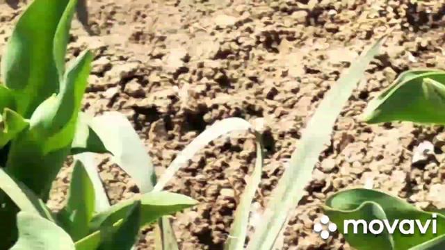 Вот это да красота. У нас настоящая весна.