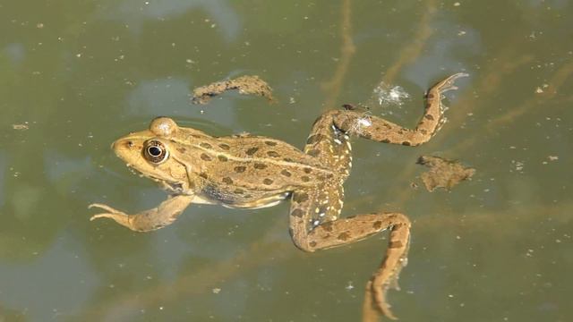 [CC]피터 드러커[대한민국 '한강의 기적']=99%노력+1%새마을운동[LUKRA 꿈방VD]사례_부흥 한국 꿈꾸자! смотреть онлайн