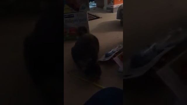 The Kitten Smack смотреть онлайн