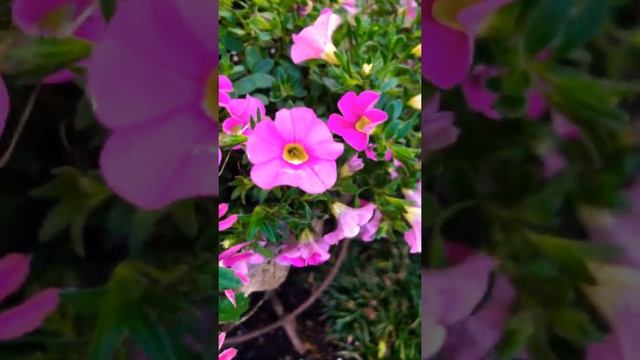 Angelonia, Scaevola, and Million Bell Container Garden смотреть онлайн