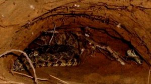 Как живут зимой змеи под снегом