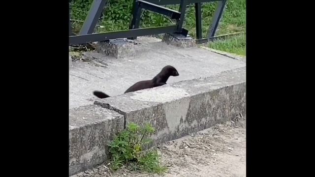 ВРЕДИНА СРОЧНО СПАСИ СОБАКУ ОТ МЕДВЕДЯ! VREDINA LIFE. смотреть онлайн