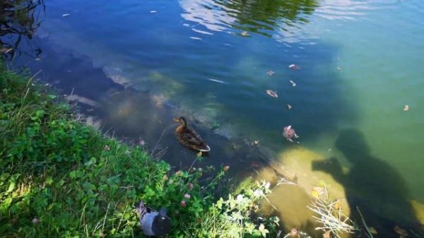 АЛЕКСАНДРИЯ, дендропарк. Белая церковь, Киевская область. Отдых с #супердочерью. Август 2020