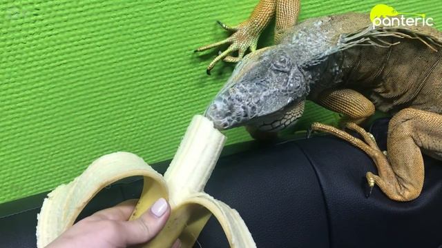 Рептилии, не нуждающиеся в кормлении насекомыми смотреть онлайн