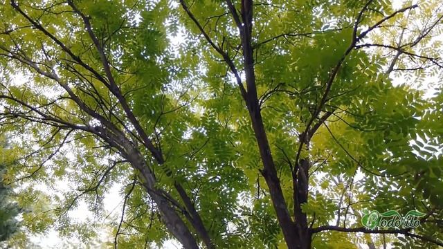 Орех белый I Juglans cinerea смотреть онлайн