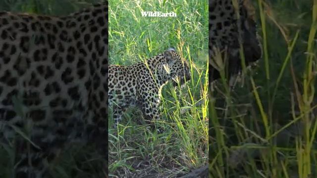 What was caught? Will a crocodile turn up? смотреть онлайн