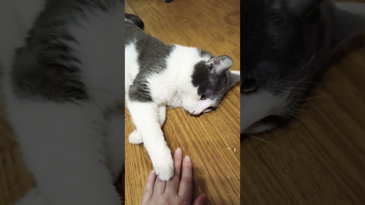 Кот согревает душу и сердце. Мурзик моя поддержка и тепло. #кот #мурзик #любовь #питомец #тепло смотреть онлайн