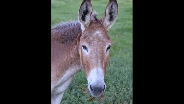 ?Horse-show? 3-СЕЗОН 1-СПЕЦВЫПУСК (ГИБРИДЫ ЛОШАДЕЙ-МУЛЫ, ЛОШАКИ И ЗЕБРОИДЫ) смотреть онлайн