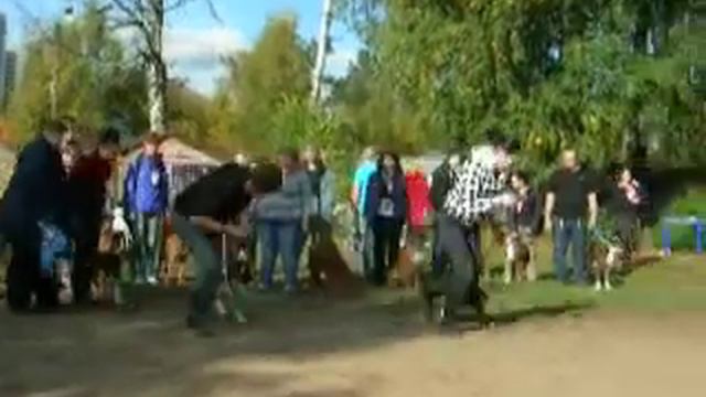 Весёлый ослик смотреть онлайн