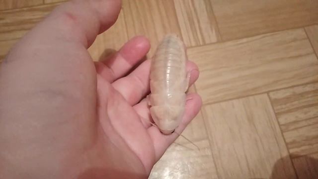 Мадагаскарский таракан только что полинял,и он белого цвета. смотреть онлайн