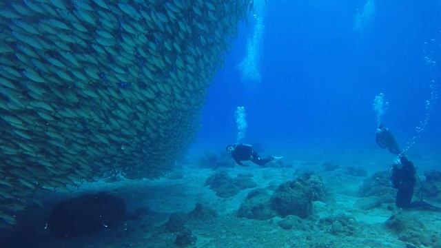 Wonders  Of  The  Underwater  World!  Чудеса  Подводного  мира!