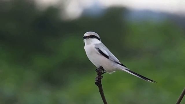 Клинохвостый сорокопут — Lanius sphenocercus (Cabanis, 1873) смотреть онлайн