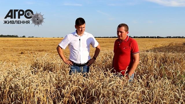 Инъекционное внесение удобрений в Донецкой области 2021 год результаты уборки озимой пшеницы!!! смотреть онлайн