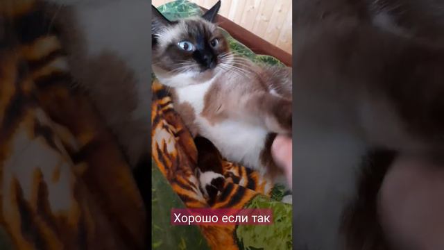 #рекомендации #тайская #cute #cat #игра