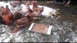 РАКУШКИ И ГРАВИЙ ДЛЯ КУР!! КУРЫ ЕДЯТ РАКУШКИ И ГРАВИЙ!!