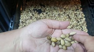 Как открыть закрытые фисташки??Kapalı fıstık nasıl açılır??