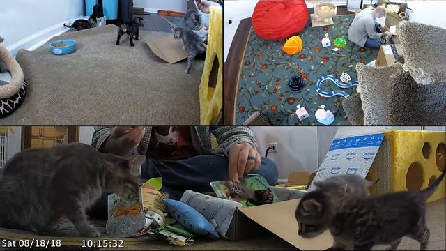 Mailbag + Unboxing 2018-08-18: Fable's Tails смотреть онлайн