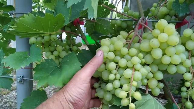 Виноград "Цимус"на 16.07.22г.Кубань Крымский р-н, с.Мерчанское виноградник Ефремова Ю.А. смотреть онлайн