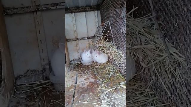 кроликам панон 1 месяц смотреть онлайн