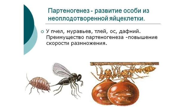 Партеногенез. Значение, свойства, классификация. Партеногенез у животных, у растений. смотреть онлайн