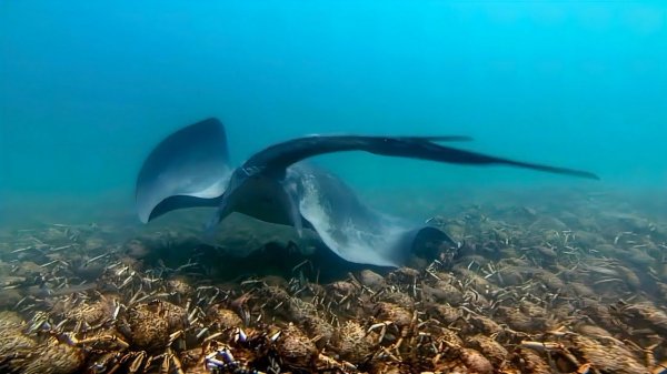 Скат против армии крабов! Акула атакует ската!