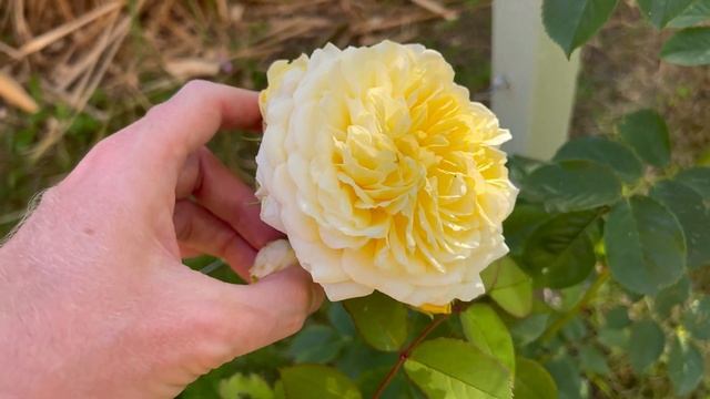 Pilgrim Rose - First blooms from my spring planted bare root David Austin Rose | Plus Bathsheba Ros смотреть онлайн