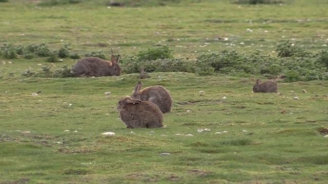 The Rabbit: the ultimate survivor смотреть онлайн
