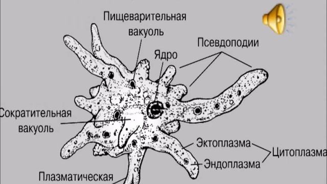 Видеоурок по биологии Одноклеточные 2019 г смотреть онлайн