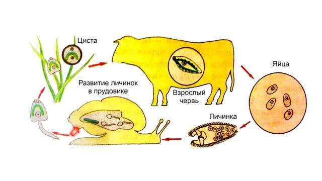 Тип Плоские черви смотреть онлайн