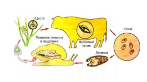 Тип Плоские черви