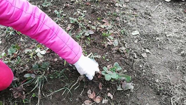 Сделайте это с клубникой в апреле. И крупная ягода обеспечена! смотреть онлайн