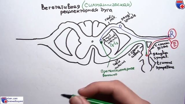 Вегетативная рефлекторная дуга - meduniver.com смотреть онлайн