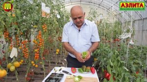 УРОЖАЙНЫЙ ПЕРЕЦ ШАШЛЫЧНЫЙ. Перец сладкий для средней и северной полосы России