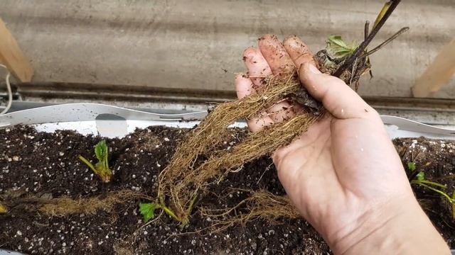 ПРАВИЛЬНАЯ ПОСАДКА КЛУБНИКИ смотреть онлайн