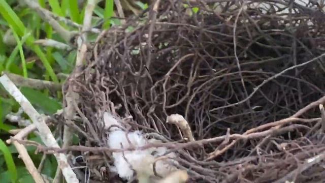 Mowing BUG HUNT for REAL BUGS - KATYDIDS, a Beetle, SPIDERS, SNAILS, a Tiny Toad & MORE! смотреть онлайн