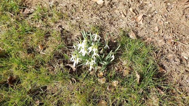 Котята // Покупки от Avon // Дача в конце февраля 2021// Жизнь в Германии смотреть онлайн