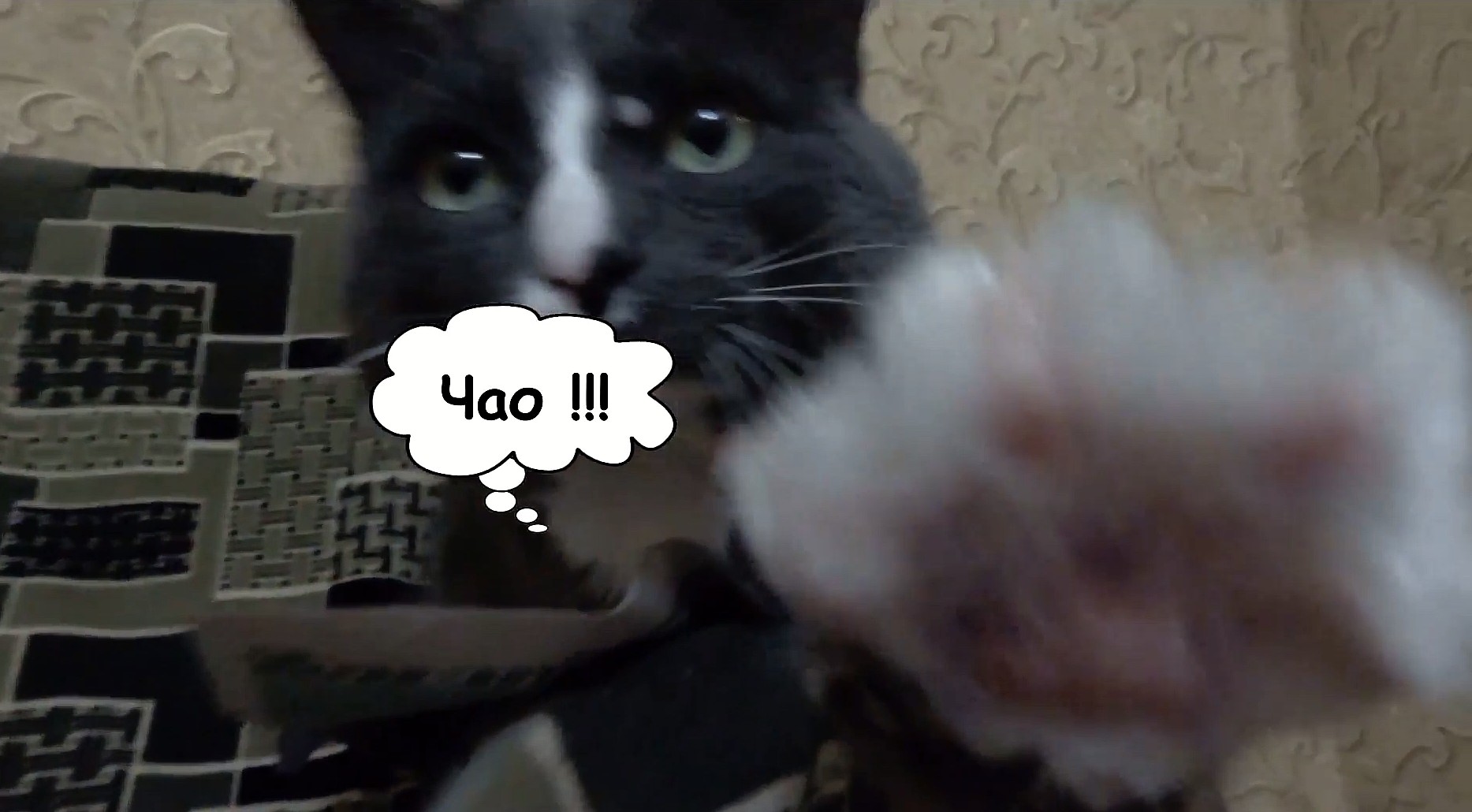 Кот говорит СПАСИБО смотреть онлайн